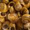 NIPORO Lot de 20 grandes coquilles d'escargot vides pour bricoler des crabes ermites pour décoration d'aquarium à peindre