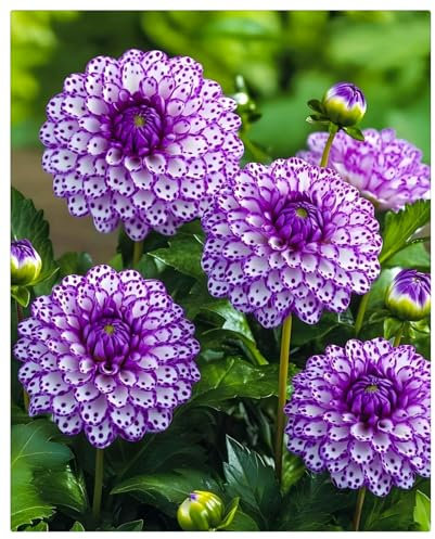 Dahlien Zwiebeln,Dahlien Knollen GroßBlumig,Winterhart Mix Dahlienknollen,Dahlien Zwiebeln Winterhart Dahlien Zwiebeln,Dahlien Knollen Winterhart,Winterhart MehrjäHrig-2knollen-g