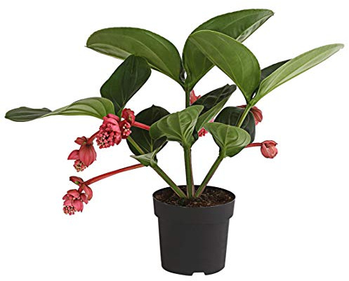 Dehner Medinille Flamenco, rosa-rote Blüten, ca. 40-50 cm, Ø Topf 17 cm | Medinilla magnifica, blühende Zimmerpflanze, überhängender Wuchs, für helle warme Standorte ohne direkte Sonne