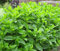 Moroccan Mint Mentha spicata aromatic herb plant bees butterflies pollinators ground cover 9cm pot