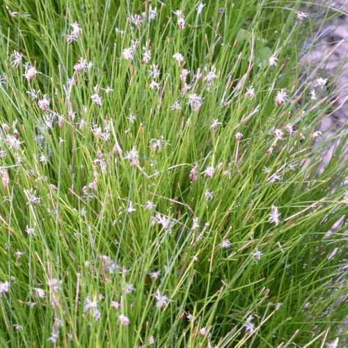 Eleocharis acicularis (Oxygenating Aquatic) – Hardy Needle Spike Rush Pond Plant, Evergreen Carpet, Low Maintenance, Ideal for Ponds, Streams or Water Gardens – 9cm Pot x3 by Thompson and Morgan