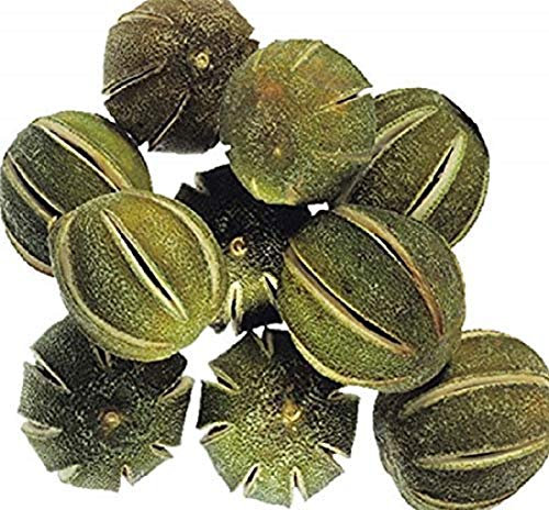 Bountiful Harvest 250g Whole Dried Green Oranges Ideal for Wreath decoration or decorative Pot Pourri