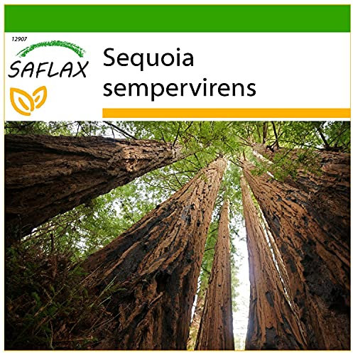SAFLAX - Sequoia sempreverde - 50 semi - Con substrato - Sequoia sempervirens
