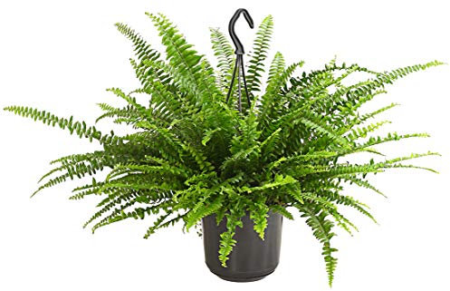 Dehner Helecho espada, en maceta, aprox. 40-50 cm, diámetro de maceta de 16 cm, planta de interior