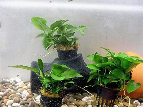 1 Topf Anubias nana Zwergspeerblatt Aquariumpflanzen lebende Wasserpflanze Vordergrund