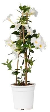 Plant in a Box - Mandeville Rio White - Dipladenia - Blühende Gartenpflanze - Schlingpflanze - Terrassen- und Balkonpflanze - Topf 17cm - Höhe 60-70cm