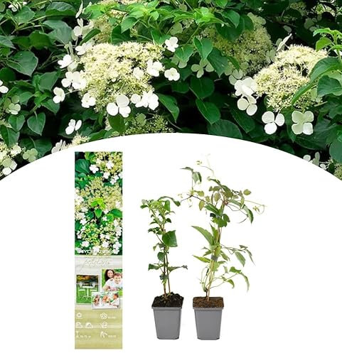 NatureNest, Klettern Hortensien, Hydrangea anomala petiolaris, 2 Stücke, 30-38 cm, Gartenpflanzen, Kletterpflanzen
