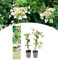 NatureNest, Klettern Hortensien, Hydrangea anomala petiolaris, 2 Stücke, 30-38 cm, Gartenpflanzen, Kletterpflanzen