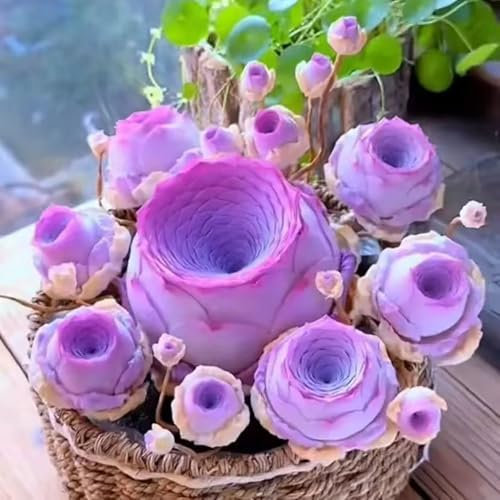 KASNLSAC Berg Rose Sukkulenten Samen, Sukkulenten seltene Sorten Samen, Sukkulenten Samen zum Anbau von rosafarbenartigen Blumen für Topfpflanzen B 500 Stück