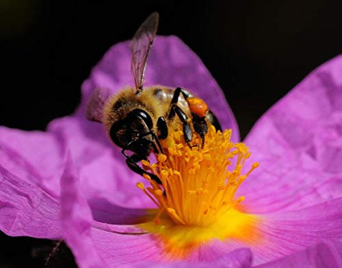 Portal Cool 200 Samen: Cistus Creticus 50-1000 Samen kretischen Rock Rose Rosa Hoary Cistus Incanus