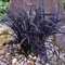 GardenersDream Ophiopogon Nigrescens Black Mondo Plant - All Year Round Ornamental Grass Shrub - Colourful Garden Ready Perennial Plant - Evergreen Garden Shrub for Borders (9cm Pot, 10-20cm)