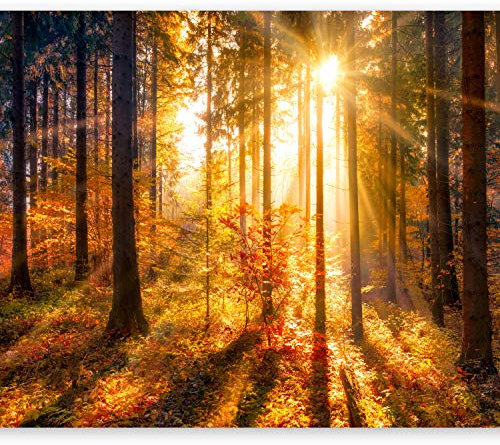 Wallpaper - Wall Mural 400x280 cm Non-Woven Premium Art Print Fleece Wall Mural Decoration Poster Picture Design Modern Landscape Nature Trees Forest c-B-0162-a-b