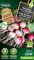 Radis Rond rose à bout blanc BIO- Protecta Graines paysanne