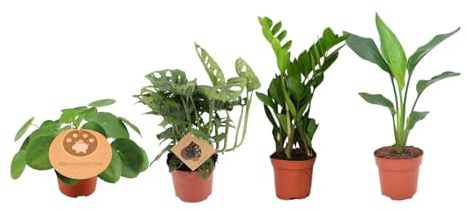 Trendyplants - 4 must-have Zimmerpflanzenmix - Pfannkuchenpflanze - Monstera - Zamioculcas - Strelitzia - Höhe 20-40 cm - Topfgröße Ø12cm