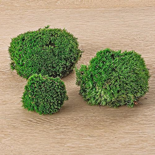 urbanjngl.COM - Mousse Vivante en Coussin - Mousse fraîche de qualité supérieure - Mousse à Pain - Mousse en Coussin - Leucobryum glaucum - 1 Bag