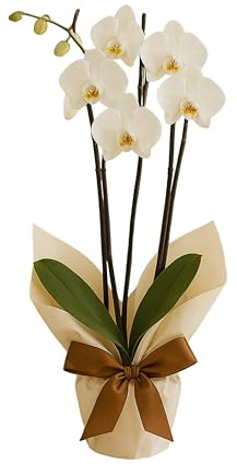 Elegant Harmony Phalaenopsis Fresh Orchid Plant | with Ribbon for Home Décor and Gifting, White or Cerise, Chocolate