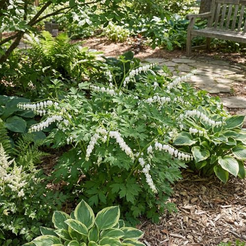 Bloomique - 6er-Set - Dicentra spectabilis Alba - Tränendes Herz - Reichblühend - Winterhart - Mehrjährig - Höhe 10-20 cm - Topf 9 cm