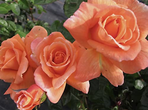 'Scent from Heaven' Potted Rose - Climbing Rose up to 10ft - Striking Orange & Salmon Blooms - Strong Fruity Fragrance - Rose of The Year 2017