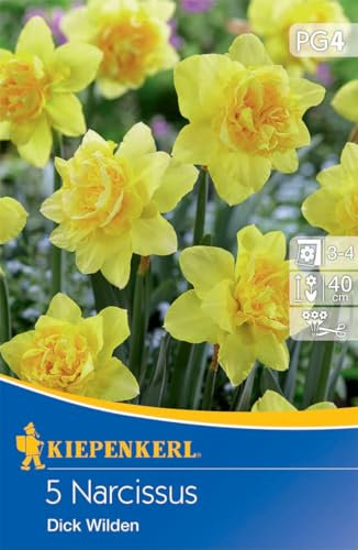 Kiepenkerl Narzisse Dick Wilden - Hochwertige Blumenzwiebeln für Farbenpracht im Frühling, Ideal als Schnittblume, Wühlmäuse-resistent