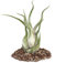 Planta tillandsia caput-medusae, tamaño grande