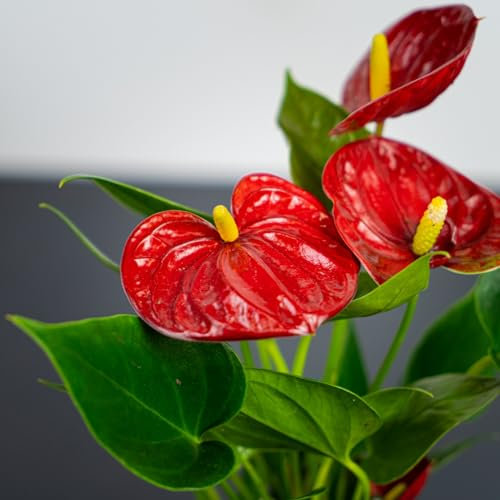 Carbeth Plants - Indoor Plants - Build Your Own Houseplant Collection - 7cm to 9cm Pots - Anthurium Diamond Red - Flamingo Flower Plant in 9cm Pot