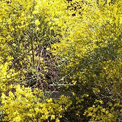 Weißer Ginster - Cytisus Praecox - 40-60 cm Topf - Weiße Blüten, bienenfreundlich