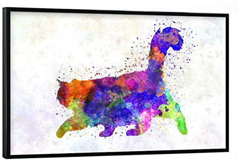 artboxONE Poster mit schwarzem Rahmen 90x60 cm Tiere Burma-Katze im Aquarell - Bild Katze Dekoration Haustier
