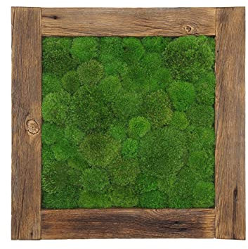 naturewalls Moosbild echtes Kugelmoos Eichenholzrahmen 55x55