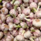 6 pcs Garlic - Steckknoblauch Kaufen - pflanzentopf, gemüse samen Knoblauchzwiebeln, Pflanzknoblauch Winterhart, kleines geschenk für frauen, exotische pflanzen winterhart, gemüse
