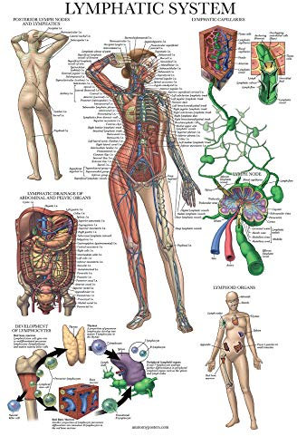 Palace Learning Laminiertes Poster mit Lymphsystem, anatomisches Poster, Lymphanatomiediagramm, 45,7 x 61 cm