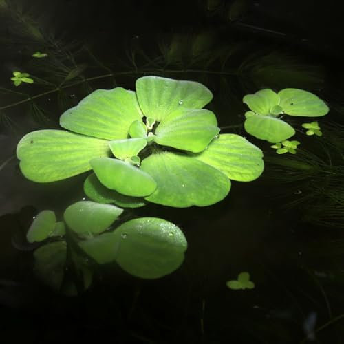 semillas de lenteja de agua Decoraciones flotantes para estanques, plantas de exterior. Mini estanque de plantas acuáticas, maceta plantas de acuario, plantas resistentes plantas de 300pcs