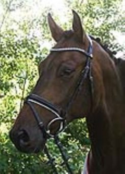 Hans Melzer Horse Equipment Trense Wiesbaden, schwarz/weiß unterlegt, Warmblut