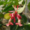50 piezas semillas de plantas de interior de flores púbicas, Aeschynanthus, jardín de flores, plantas de rocalla Balcón de flores, plantas resistentes para jardín. semillas de flores,