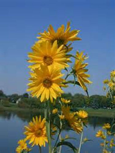GIRASOLE (Maximillion) 30 SEMI! GIRASOLE PERENNE ! COMBINAZIONE S/H!