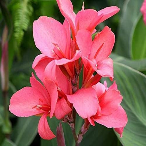 20 graines de fleurs de lys Canna fraîches