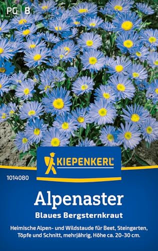 Kiepenkerl Alpenastersamen Blaues Bergsteinkraut 1014080 - Blumensamen für eine heimische Alpen- und Wildstaude mit Inhalt für 30 Pflanzen - Saatgut