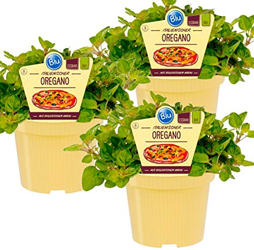 Bio Oregano (Origanum vulgare), Kräuter Pflanzen aus nachhaltigem Anbau, (3 Pflanzen im Set)