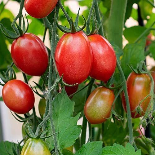 German Lunchbox Bio-Tomatensamen für ca. 10 Pflanzen - alte Sorte aus Deutschland