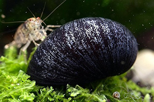 Garnelen Tom Anthrazit-Napfschnecke (Die Algenfressmaschine), 6 Stück
