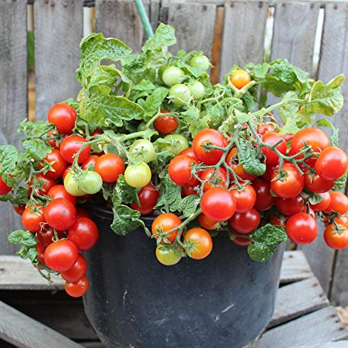 Vilma Tomatensamen für ca. 15 Pflanzen - ideal für Balkonkästen, kompakt und ertragreich