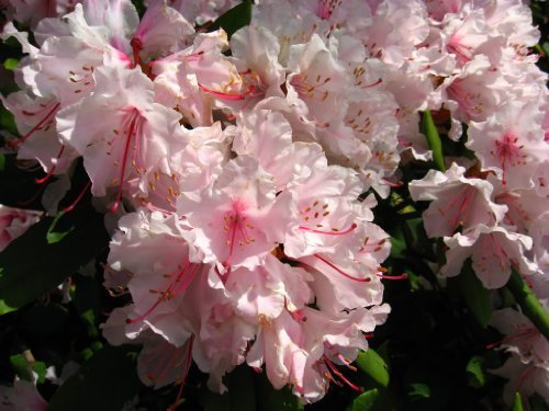 PINK ROYAL Rhododendron Blumensamen:Packung mit 100 Stück