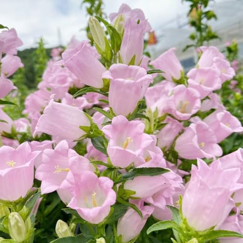 150 Piezas Semillas de Campanula Campanula, Maceta de Flores para Balcón, Semillas de Flores Aptas para, Regalos Sostenibles para Mujeres, Plantas de balcón, Resistentes, Plantas de