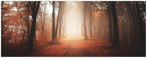 Wallario Küchenrückwand selbstklebend 115 x 50 cm, Motiv: Herbstwald - Weg zu Einer Lichtung im Wald | Spritzschutz abwischbar & pflegeleicht
