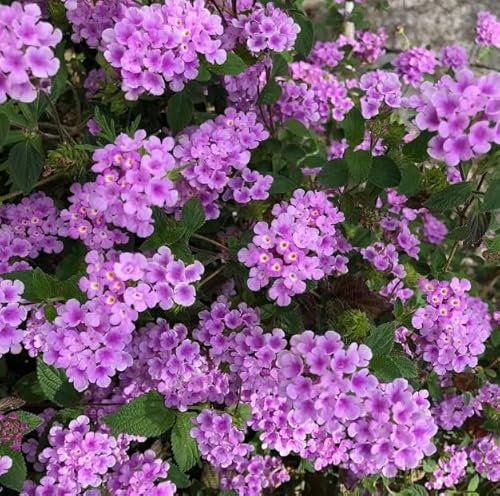 Lantana Rastrera Natural Planta de Exterior Resistente y Colorida