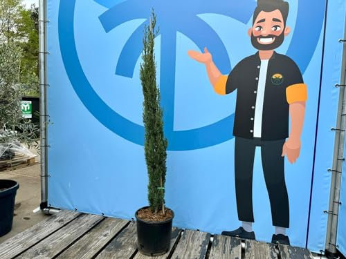 Sunny Tree - Cypress Sempervirens Totem - Italian Hardy Cypress - 140 cm - Evergreen - Hardy to -18