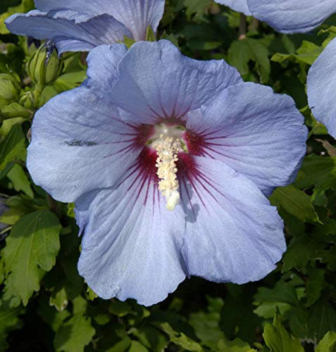 Hochstamm Rosen Eibisch Blue Bird 60-80cm - Hibiscus syriacus - lebende Gartenpflanze aus den Baumschulen