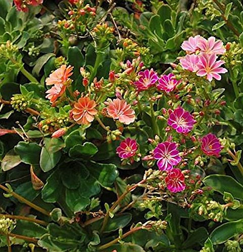 Bitterwurz Regenbogen - Lewisia cotyledon - lebende Gartenpflanze aus den Baumschulen