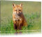 Pixxprint Kleiner Fuchs, Größe: 120x80cm, Leinwandbild, fertig gespannt, Wandbild, Dekoration, Kunstdruck, kein Poster
