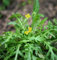 Seedeo® Rucola selvatica/Wilde Rauke (Diplotaxis tenuifolia) 250 Samen BIO