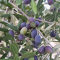 Aamish 100pcs graines d'olivier grec